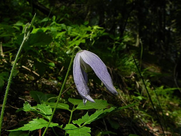 plamienok alpínsky Clematis alpina (L.) Mill.