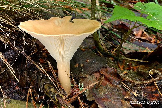 strmuľka lievikovitá Clitocybe gibba (Pers.) P. Kumm.