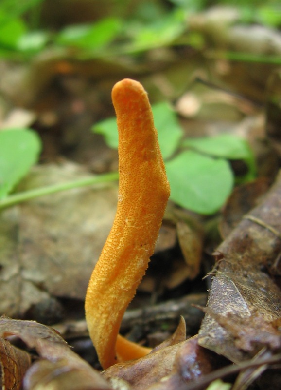 žezlovka hmyzová Cordyceps militaris (Fr.) Link