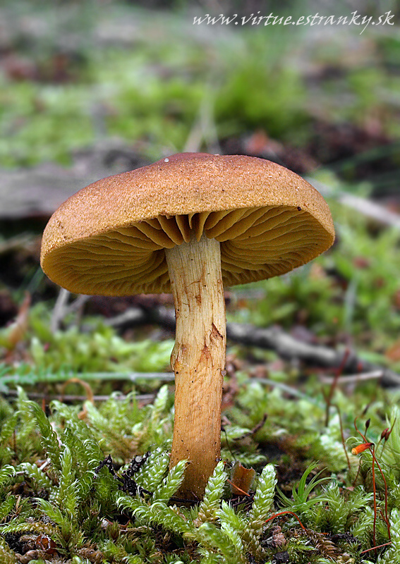 pavučinovec škoricovožltkastý Cortinarius cinnamomeoluteus P.D. Orton