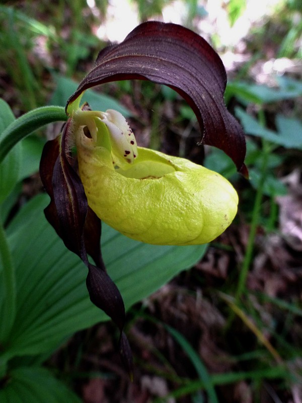 črievičník papučkový Cypripedium calceolus L.