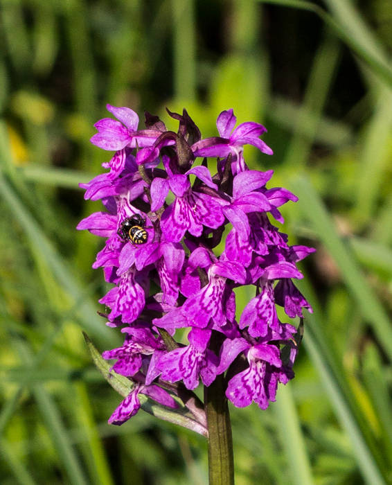 vstavačovec májový pravý Dactylorhiza majalis subsp. majalis (Reincherb.) Hunt & Summerh.