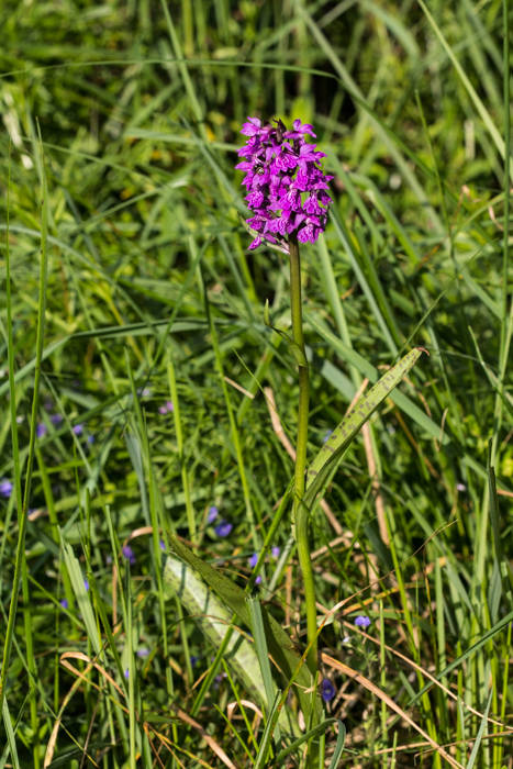 vstavačovec májový pravý Dactylorhiza majalis subsp. majalis (Reincherb.) Hunt & Summerh.