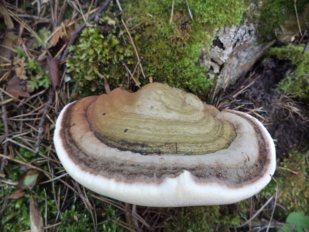 práchnovec kopytovitý Fomes fomentarius (L.) J.J. Kickx