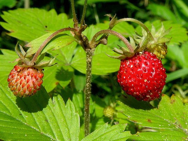 jahoda obyčajná Fragaria vesca L.