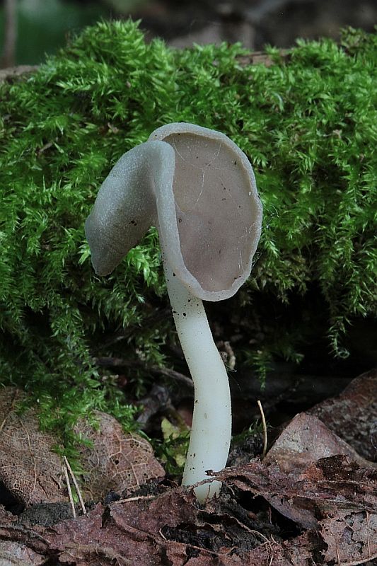 chriapač pružný Helvella elastica Bull.