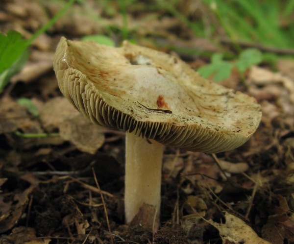 vláknica Patouillardova Inosperma erubescens (A. Blytt) Matheny & Esteve-Rav.