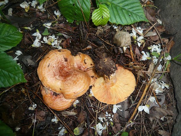 rýdzik pravý Lactarius deliciosus (L.) Gray