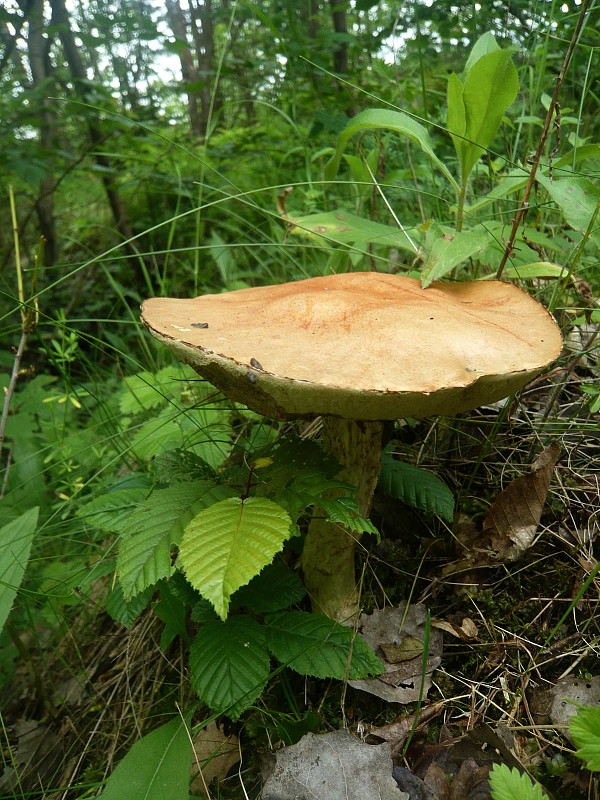 kozák osikový Leccinum albostipitatum den Bakker & Noordel.