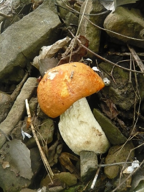 kozák osikový Leccinum albostipitatum den Bakker & Noordel.