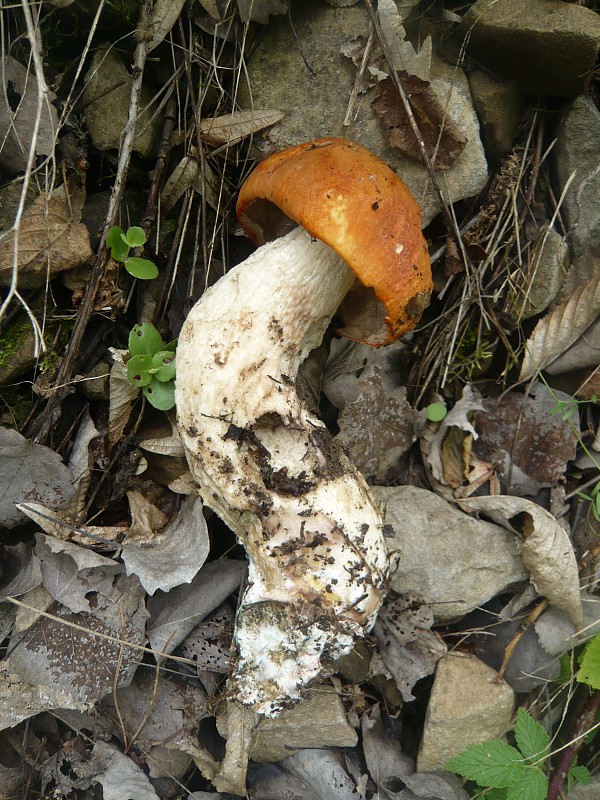 kozák osikový Leccinum albostipitatum den Bakker & Noordel.