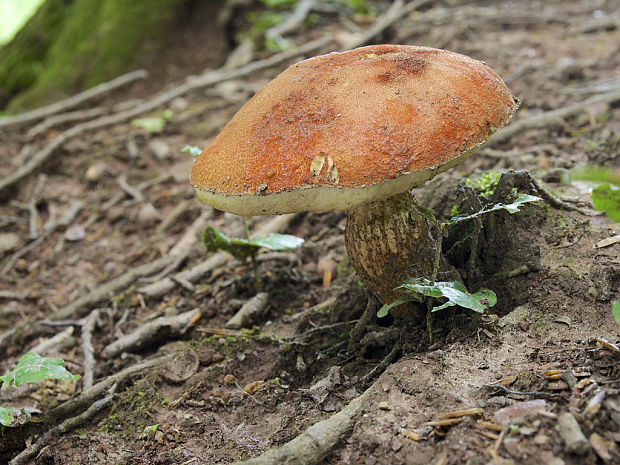 kozák dubový Leccinum aurantiacum (Bull.) Gray