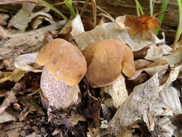 kozák hrabový Leccinum pseudoscabrum (Kallenb.) Šutara