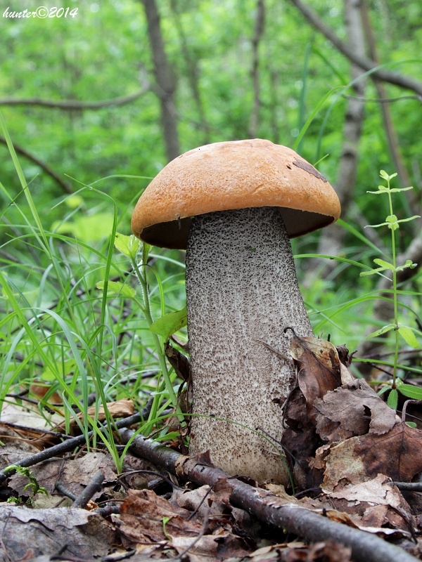 kozák žltooranžový Leccinum versipelle (Fr. & Hök) Snell