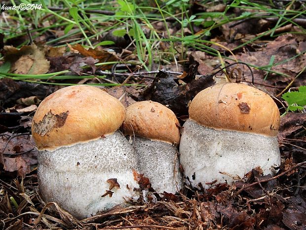 kozák žltooranžový Leccinum versipelle (Fr. & Hök) Snell