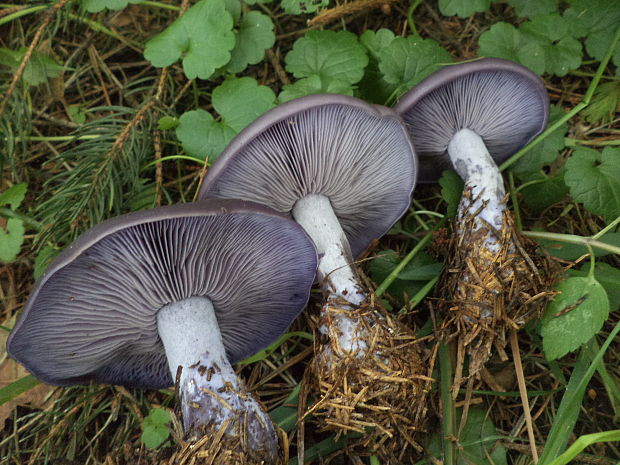 pôvabnica fialová Lepista nuda (Bull.) Cooke