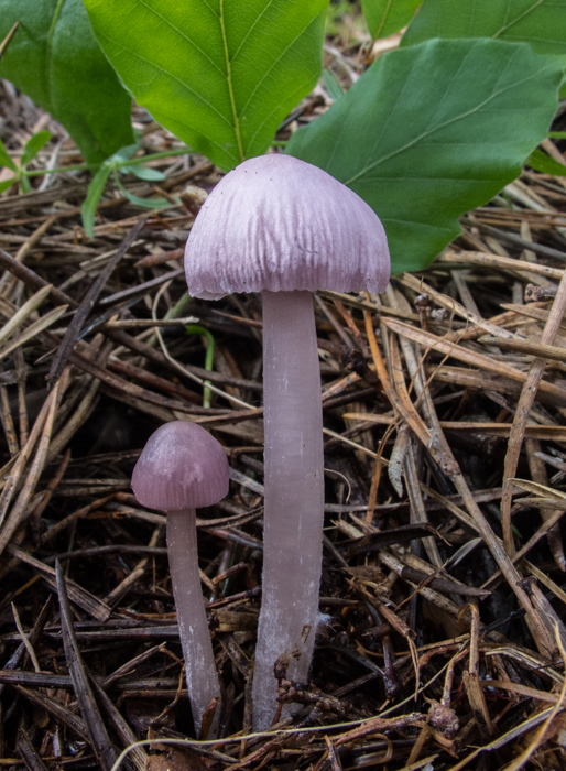 prilbička reďkovková Mycena pura (Pers.) P. Kumm.