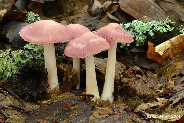 prilbička reďkovková Mycena pura (Pers.) P. Kumm.