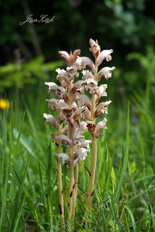 záraza obyčajná Orobanche caryophyllacea Sm.