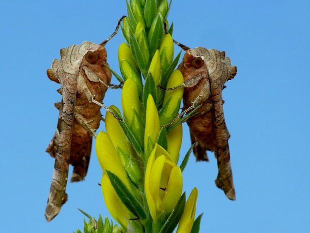 sivkavec mramorovaný (sk) / blýskavka mramorovaná (cz) Phlogophora meticulosa Linnaeus, 1758