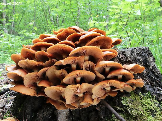 šupinovka Pholiota sp.