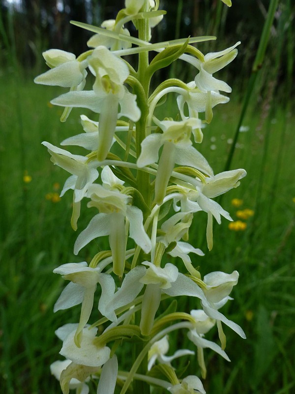 vemenník dvojlistý Platanthera bifolia (L.) Rich.