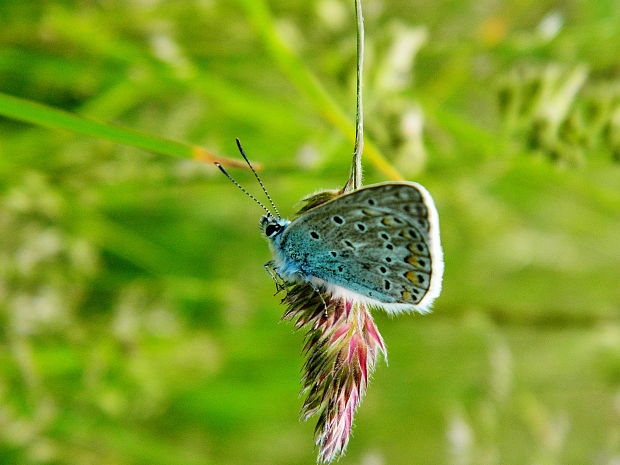 modráčik Polyommatus icarus