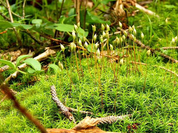 ploník obyčajný Polytrichum commune Hedw.