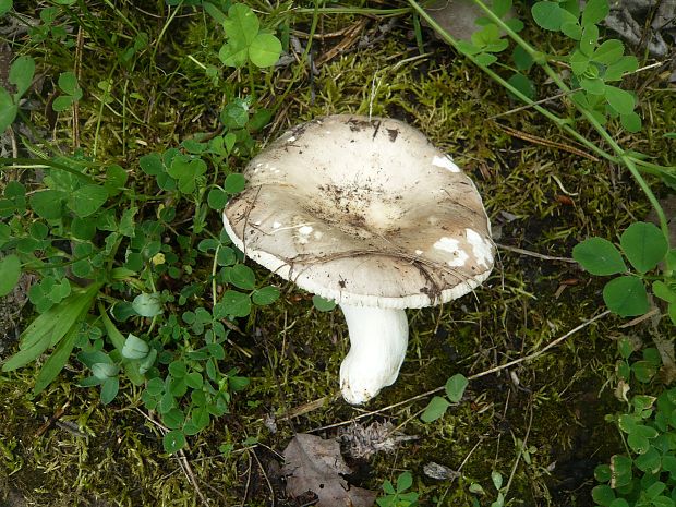 plávka Russula sp.