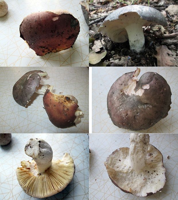 plávka  Russula sp.