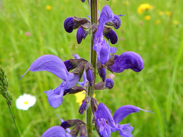 šalvia lúčna Salvia pratensis L.