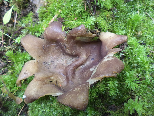 tulipánovka fialová Sarcosphaera coronaria (Jacq.) J. Schröt.