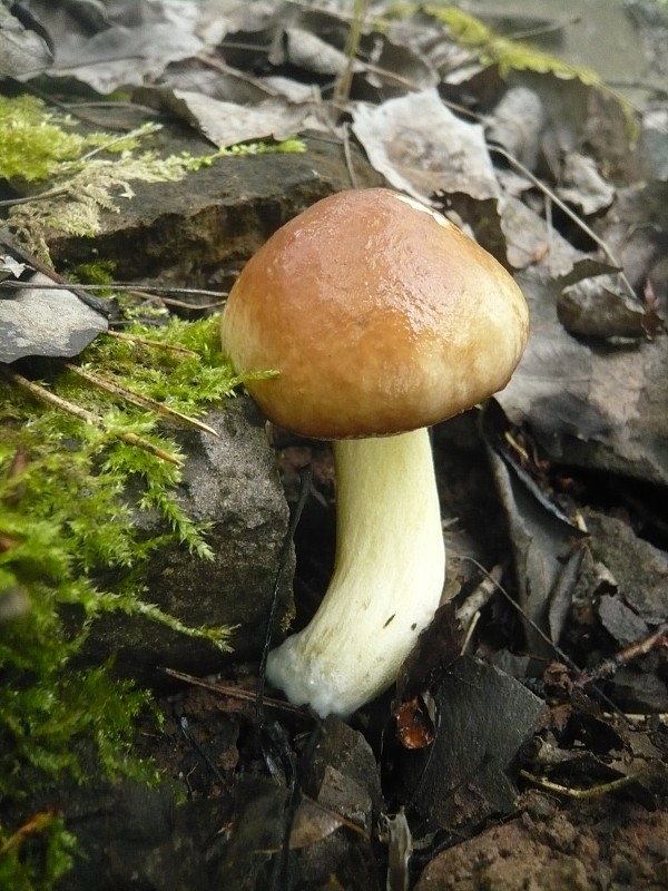 masliak zrnitý Suillus granulatus (L.) Roussel