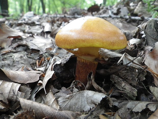 masliak smrekovcový Suillus grevillei (Klotzsch) Singer