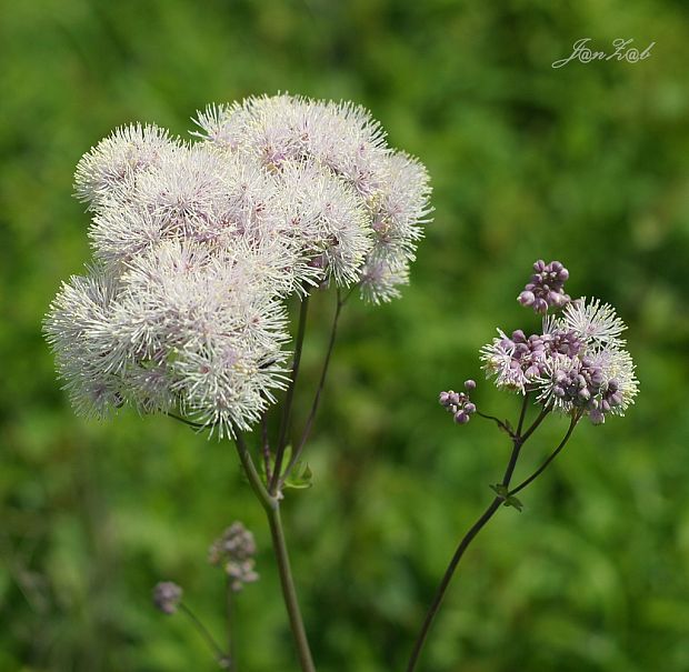 žltuška orlíčkolistá Thalictrum aquilegiifolium L.