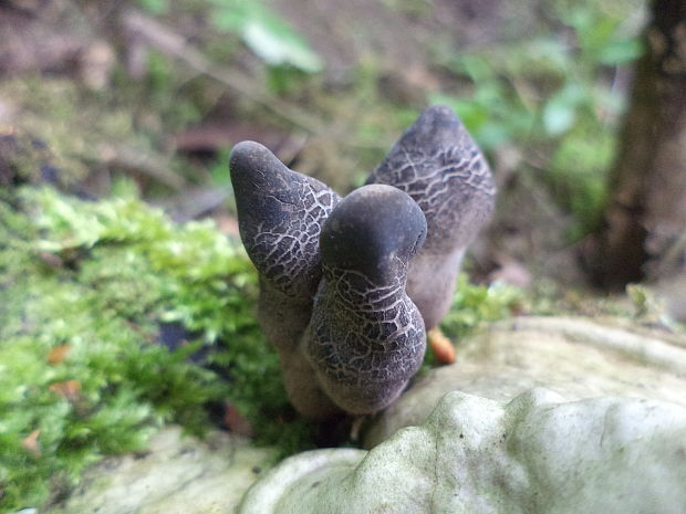 drevnatec Xylaria sp.