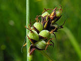 ostrica plstnatá