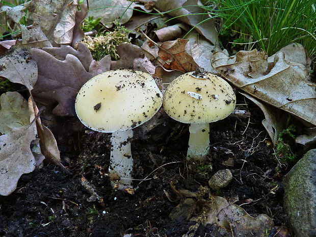 muchotrávka slamovožltá Amanita gemmata (Fr.) Bertill.