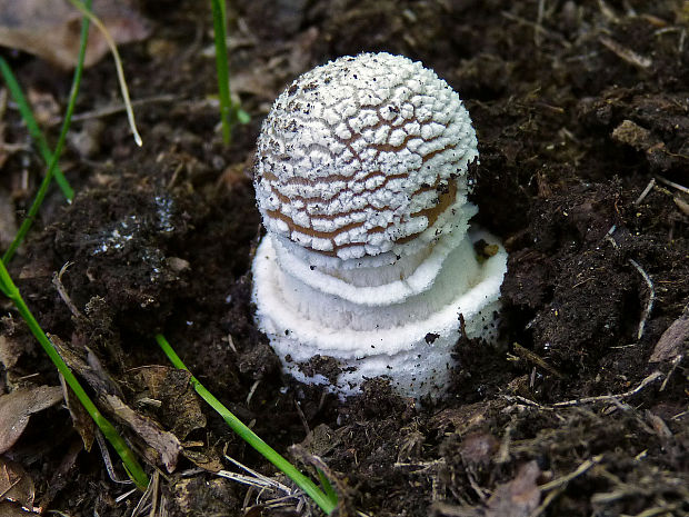 muchotrávka tigrovaná Amanita pantherina (DC.) Krombh.