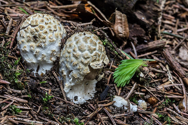 muchotrávka Amanita sp.