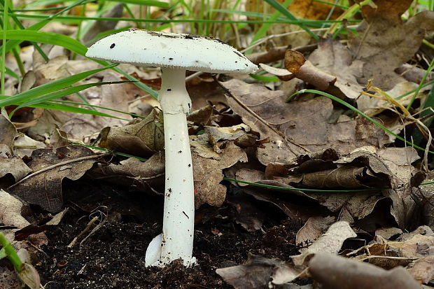 muchotrávka biela Amanita verna (Bull.) Lam.