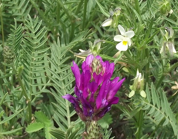 kozinec vičencovitý Astragalus onobrychis L.