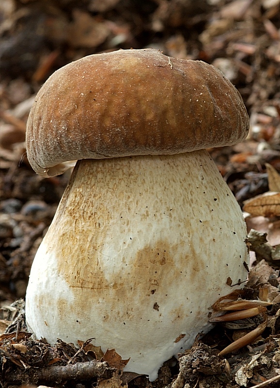 hríb dubový Boletus reticulatus Schaeff.