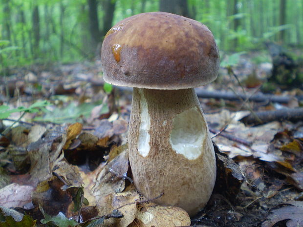 hríb dubový Boletus reticulatus Schaeff.