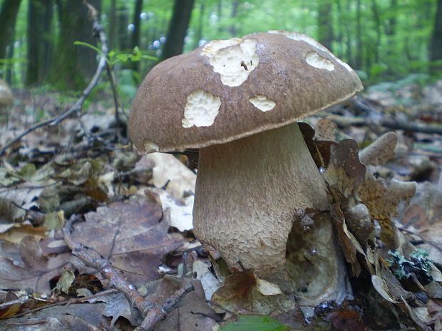 hríb dubový Boletus reticulatus Schaeff.