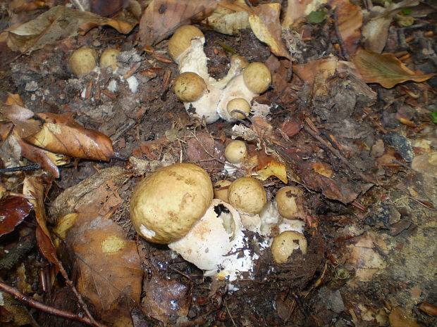 hríb dubový Boletus reticulatus Schaeff.