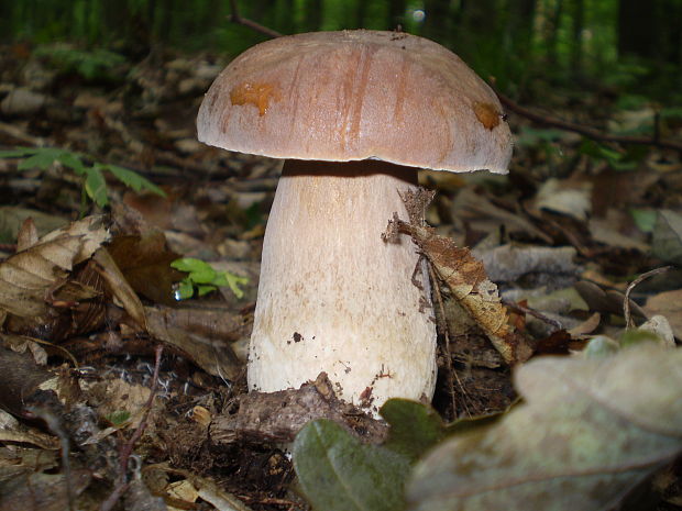 hríb dubový Boletus reticulatus Schaeff.