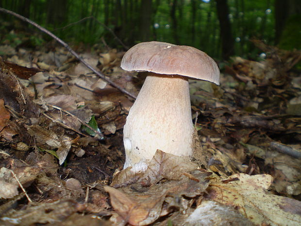 hríb dubový Boletus reticulatus Schaeff.