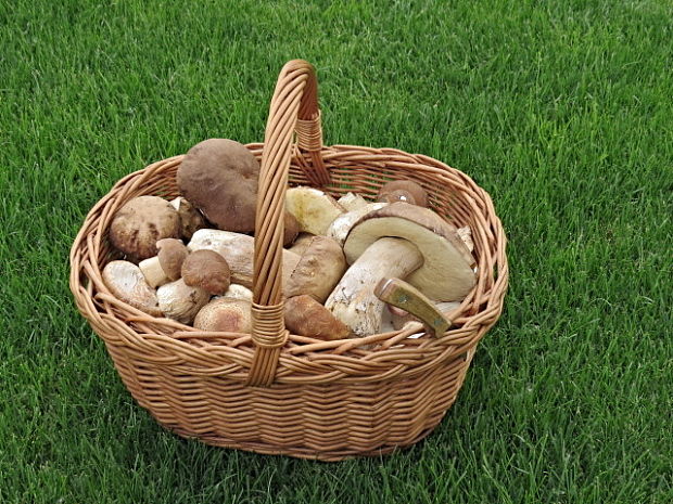 hríby dubové Boletus reticulatus Schaeff.