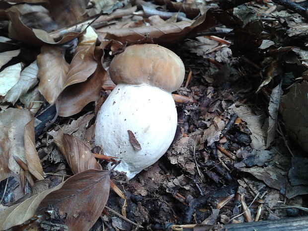 hríb dubový Boletus reticulatus Schaeff.